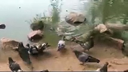 Tortoise Eats Pigeon