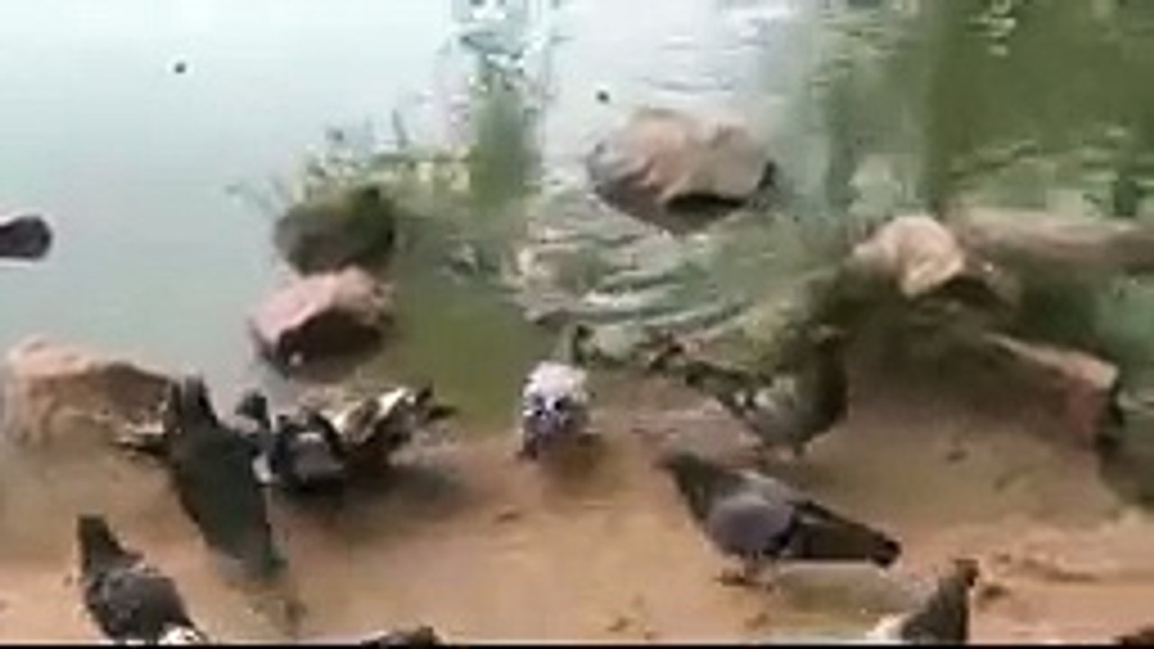 Tortoise Eats Pigeon