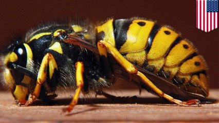 Old Arizona dude comes back to life after deadly bee attack
