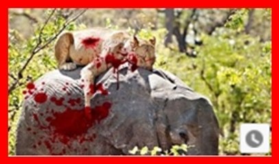 Most Amazing Wild Animal Attacks _ lion, tiger, anaconda, crocodile _ Animal Fights Caught On Camera