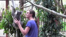 Arrivée des koalas à Pairi Daiza
