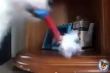 Must Watch This Awesome Video - My Dog Does All My Work