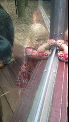 Orangutan Kisses Pregnant Womans Belly at Britains Colchester Zoo