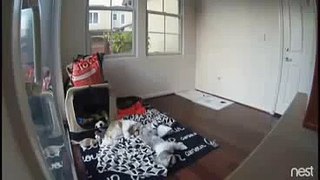 Video shows dogs reacting to earthquake in Alameda 2016