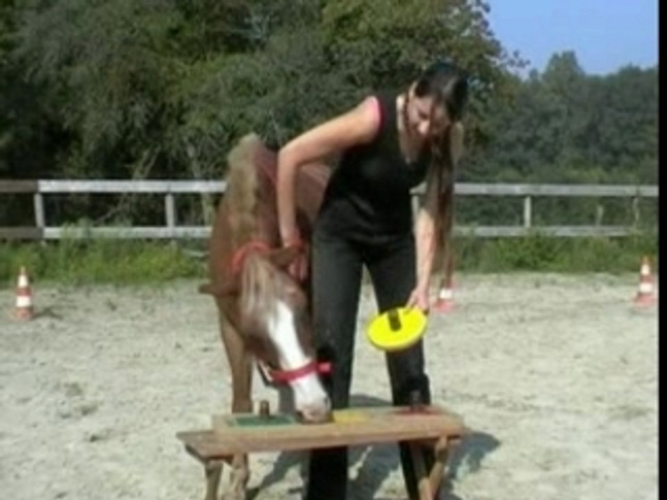 Cheval qui fait un puzzle