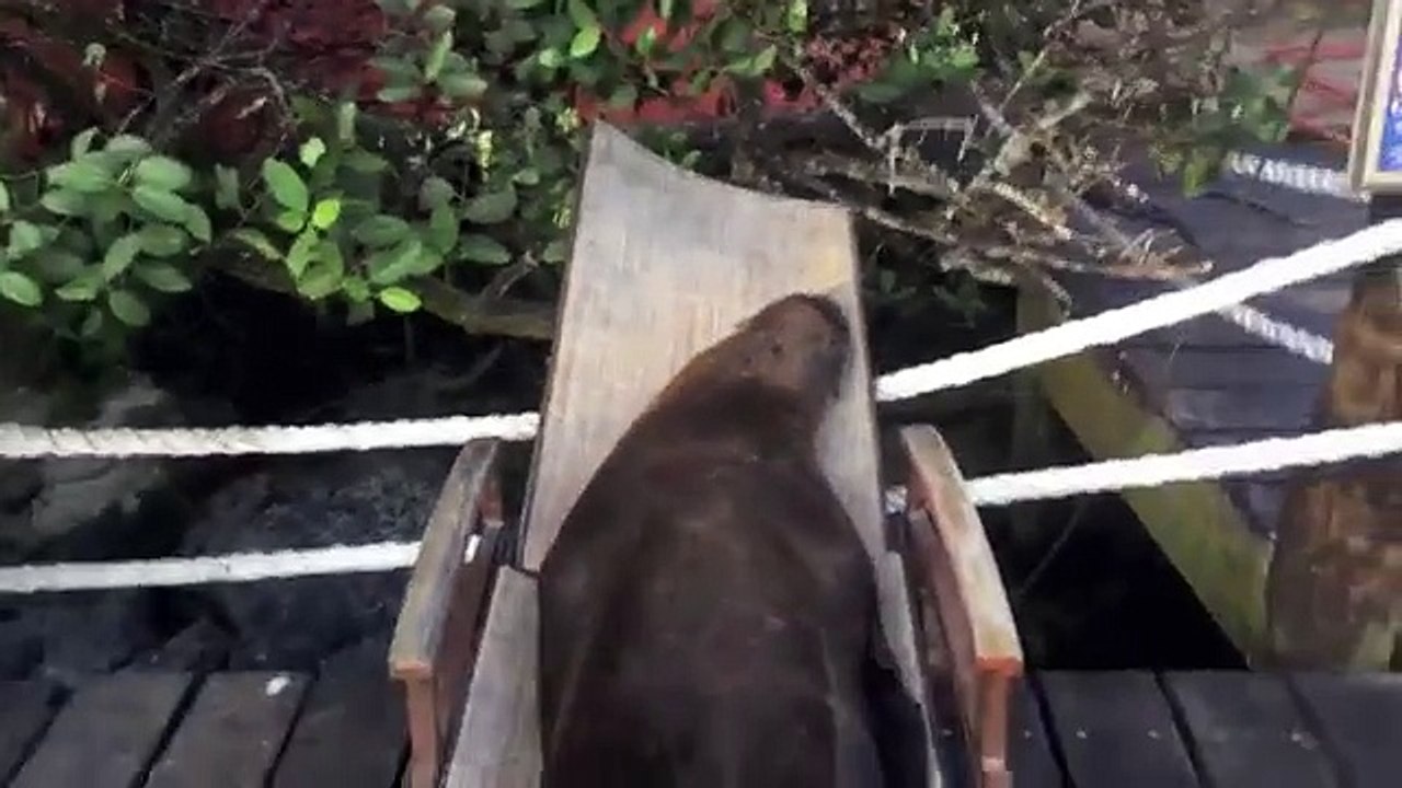 Ces lions de mer ont trouvé un lieu paradisiaque, pour piquer un petit roupillon