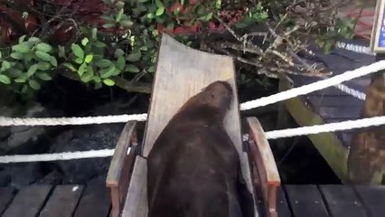 Ces lions de mer ont trouvé un lieu paradisiaque, pour piquer un petit roupillon