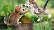 FANNY CATS VIDEO - FANNY CATS COMPILATIONS - FANNY VIDEO - Funny Animals Funny Pranks Funn