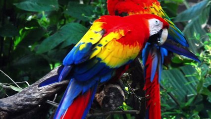 Amazon Rainforest Video