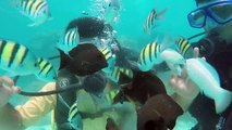 Scuba diving | Arabian Sea | GoPro