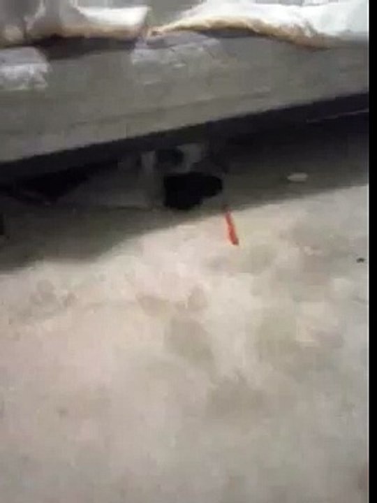 Tho a cat   not abuse  we play