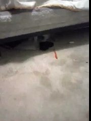 Tho a cat   not abuse  we play