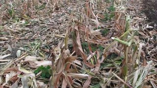 LEMKEN RUBIN 9 Working corn stubble in Alberta