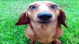 Funny Dogs Video Compilation 2016 | New HD