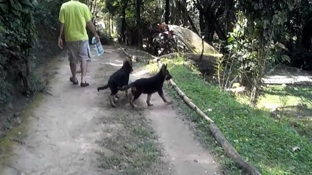 Filhotes de Pastores Alemães Canil Casa Norma -Gunther e Guria de Casa Norma - Passeio matinal.mp4
