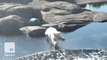 This polar bear taking her first swim is the cutest cub ever