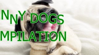 Best funny and cute dog videos compilation 2014