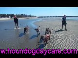 HITTIN The BEACH with Hound Dog Day Care Brisbane 3 9