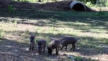 Detroit Zoo | Warthog Piglets