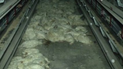 Fanlar Çalışmayınca 40 Bin Tavuk Telef Oldu
