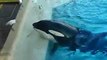 Killer Whale Uses Fish As Bait To Catch Birds