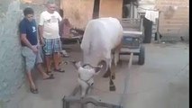 Amazing Smart Cows Compilation 2016-Top Funny Videos-Top Prank Videos-Top Vines Videos-Viral Video-Funny Fails