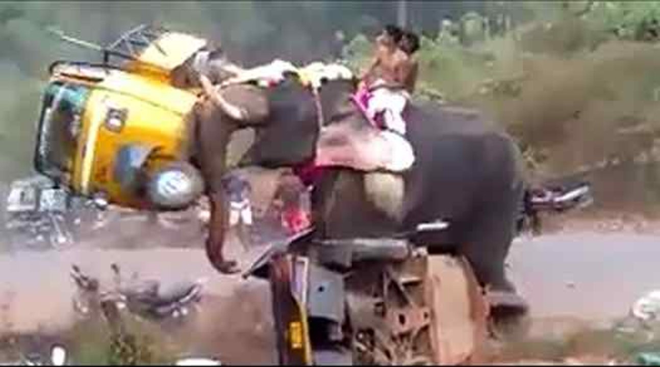 Elephant Gone Mad and Crashed Everything-Dailymotion video