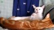 Crazy Cats & Crazy Dogs make Funny Faces - Funny Pets Compilation of the Funniest Animals