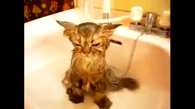 Funny Crazy Cats Playing in Water & Taking Baths - Funny Kitty Cats, Funny Pets, Funniest Animals