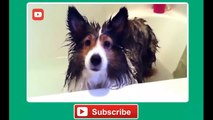 Funny Dogs Hate Baths Compilation - Funny Dog Videos, Funny Dogs, Funny Animals