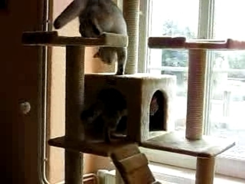 arbre à chat