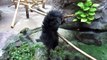 #21 Feb 2014 Binturong at Noichi Zoo, Kochi, Japan