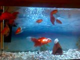 Japon Balıkları (Goldfishes) Yeni Video