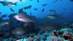 Pacific Ocean Sharks & Animals [Best Shark Nature Wildlife Documentary]