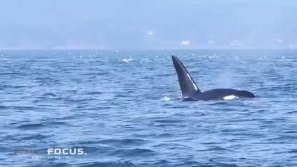 Bull Orca says:  `"It`s called a "Stellar Sea Lion" for a reason...now isn`t it ? Haw-haw !"