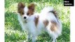 Papillon Dog Breed | Collcetion Of Pictures Of Breed Papillon Dogs