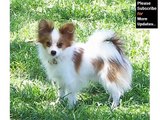 Papillon Dog Breed | Collcetion Of Pictures Of Breed Papillon Dogs
