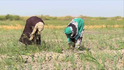 نقص الغذاء في السودان