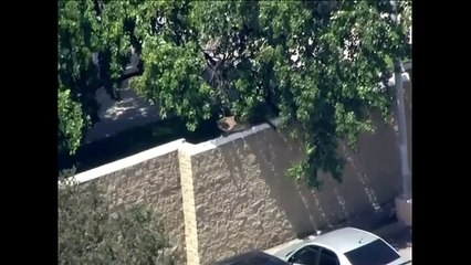 Mountain lion removed after being found at Los Angeles school - BBC News