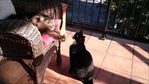 Cats Being Jerks Video Compilation ||