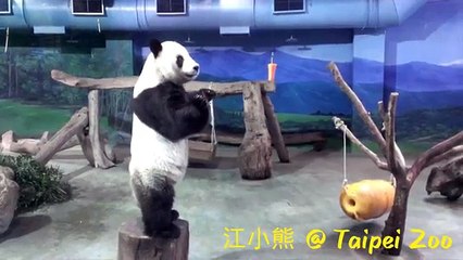 Panda Playing In Zoo