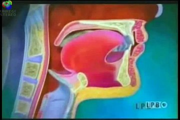 El aparato digestivo