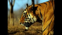 Peru News: World Wildlife Fund announces number of tigers is increasing after 100 years of decline