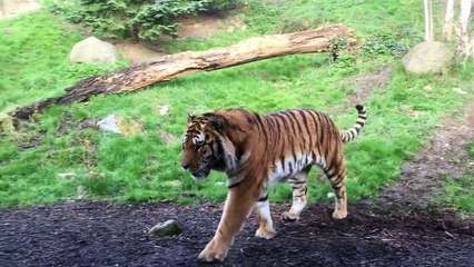 Ne jamais déranger un tigre qui fait la sieste