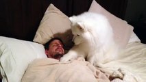 Dog Wakes Owner In The Cutest Way