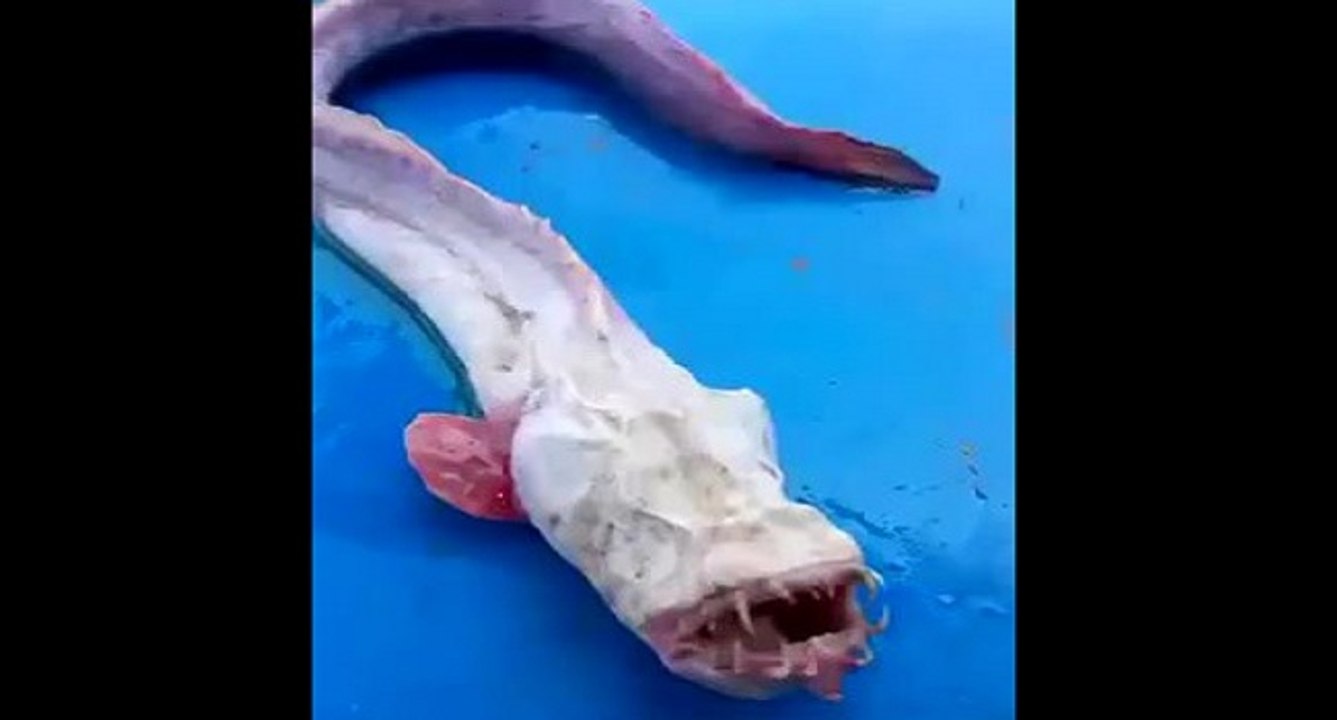 Quelle est cette étrange créature marine capturée en Thaïlande ?