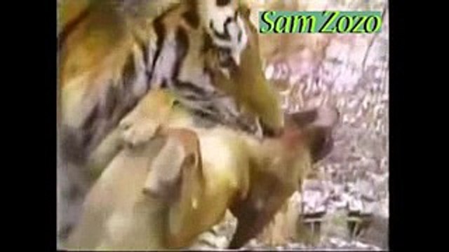 Wild animals hunting dog. Pit bull vs tiger. Leopard attack guard dogs. Mountain lion vs dog.