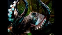 Peru News: Inky the Octopus escapes from from National New Zealand Aquarium