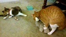 Cat Shows His Skills