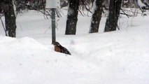 Red-shouldered Hawk ~ 03-04-14